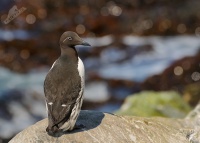 Alkoun uzkozoby - Uria aalge - Guillemot 3504